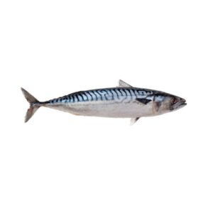 Mackerel