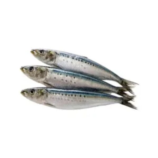 Sardine fish