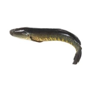 Murrel fish