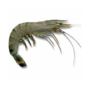 Tiger Prawn