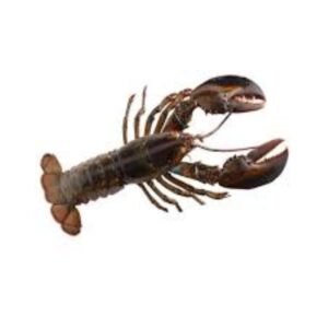 Lobster