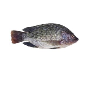 Tilopia