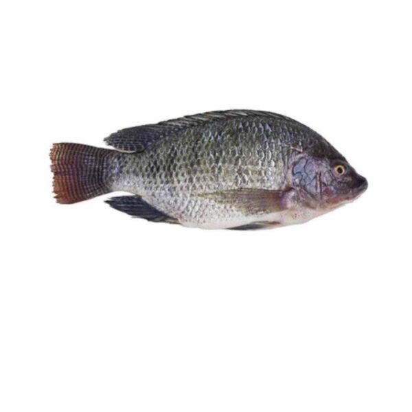 Tilopia