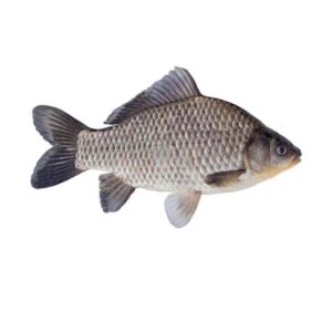 Carp
