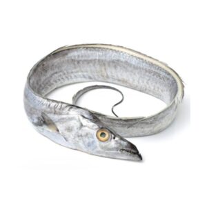 Ribbon fish