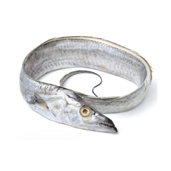 Ribbon fish