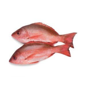 Red snapper