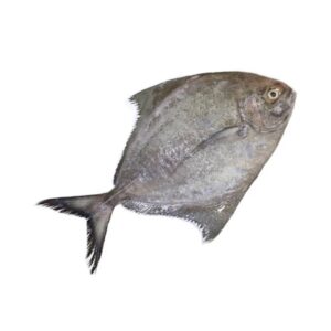 Black Avoil