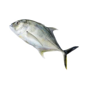 Trevally fish