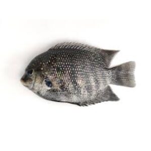 Pearl Spot