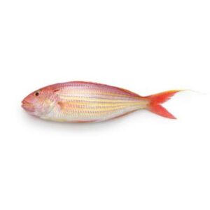Threadfin Bream