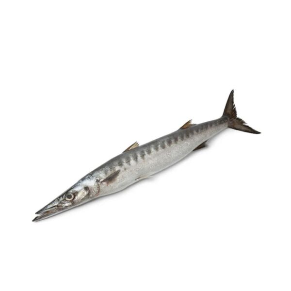 Barracuda