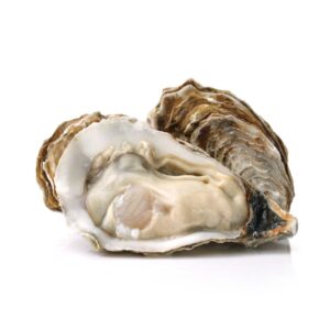 Oyster