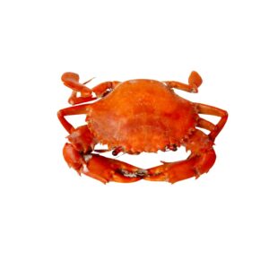 Medium size female crabs