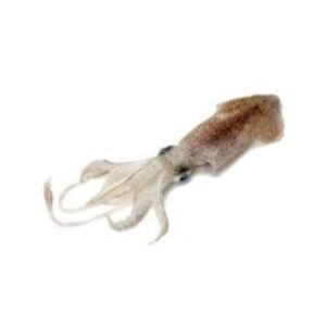 Squid