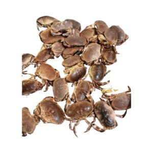 Large Crabs