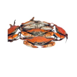 Medium size female crab