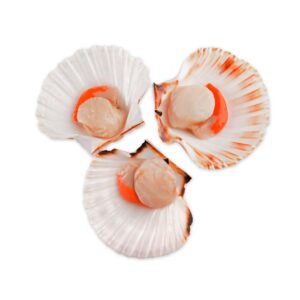 Scallops