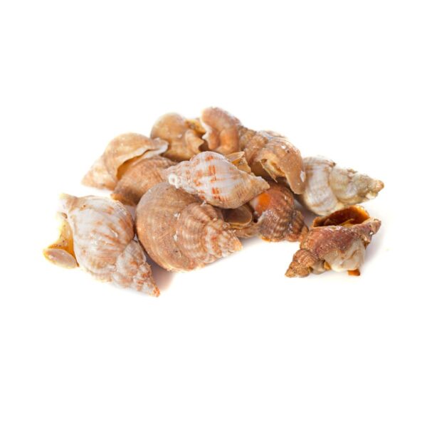 Whelk