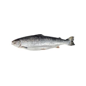 Whole salmon