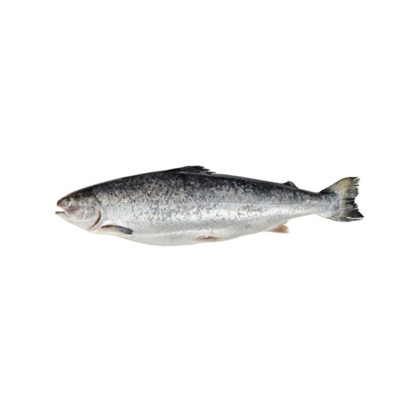 Whole salmon