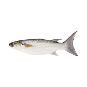Grey mullet fish