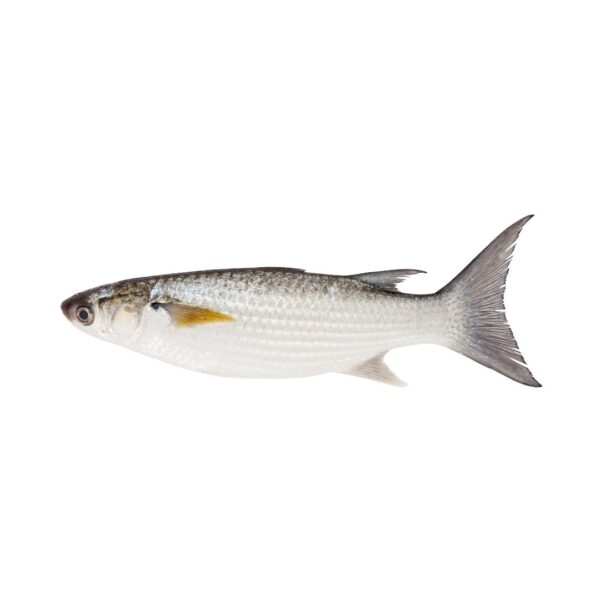 Grey mullet fish