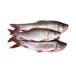 Rohu fish