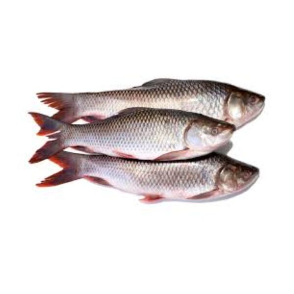 Rohu fish