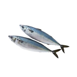 Indian Mackerel