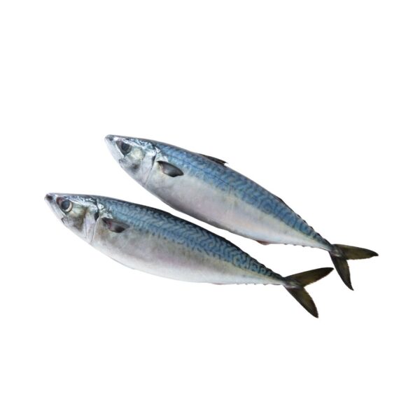 Indian Mackerel