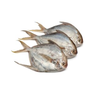 Silver Pomfret
