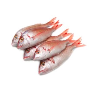 Sea Bream